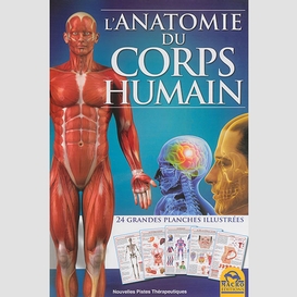 Anatomie du corps humain (l')