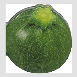 Courgette