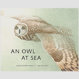 An owl at sea