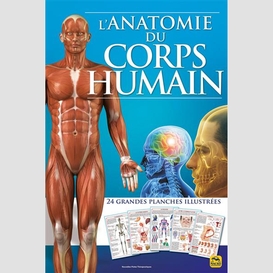 Anatomie du corps humain (l')