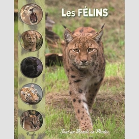 Felins (les)