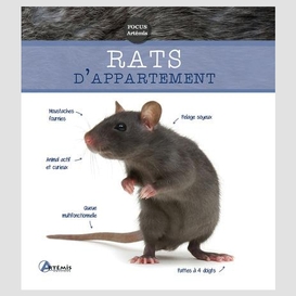 Rats d'appartement