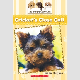 The puppy collection #6: cricket's close call