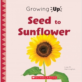 Seed to sunflower (growing up)