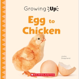 Egg to chicken (growing up)