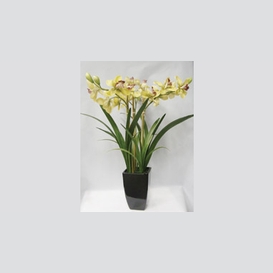 Orchidee jaune 2'