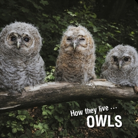 How they live... owls