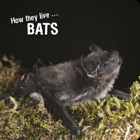 How they live... bats